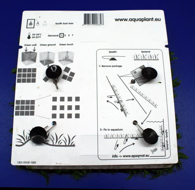 Green-Wall XL Javafarn / Microsorum Pteropus Auf Matte Ca. 170x140 Mm 3 Green-Wall XL Javafarn / Microsorum Pteropus Auf Matte Ca. 170x140 Mm – Bild 3