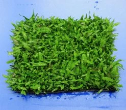 Green-Wall XL Schmalblättriges Javafarn / Microsorum Minor Auf Matte Ca. 170x140 Mm