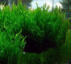 Dennerle Flammenmoos / Taxiphyllum Spec. Flame Auf Edelstahlgitter, Moos