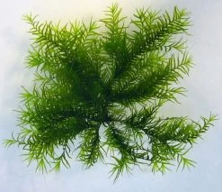 Fissidens Fontanus / Phoenix Moss Gitter - Moos Pad -Qualitätsgeschäft Für Garten Und Outdoor oM 4029LL 1 6