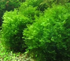 DENNERLE Süßwassertang / Lomariopsis Lineata