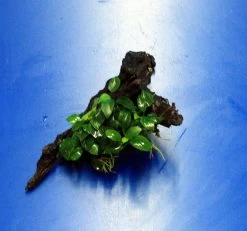 Anubias 'Petite' Oder 'Bonsai' Auf Einer Wurzel / Kleinstes Zwergspeerblatt -Qualitätsgeschäft Für Garten Und Outdoor oW 285DE 1 5