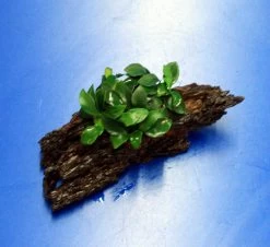 Anubias 'Petite' Oder 'Bonsai' Auf Einer Wurzel / Kleinstes Zwergspeerblatt -Qualitätsgeschäft Für Garten Und Outdoor oW 285DE 1 6