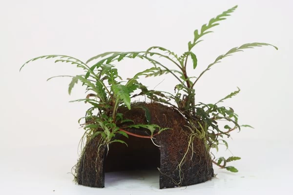 Coco Cave Mit Hygrophila Pinnatifida / Fiederspaltiger Wasserfreundauf Kokosnuss-Höhle 1 Coco Cave Mit Hygrophila Pinnatifida / Fiederspaltiger Wasserfreundauf Kokosnuss-Höhle