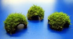 Moos-Höhle / Coco Shell - Kokosnuss Mit Javamoos Bewachsen, Moos -Qualitätsgeschäft Für Garten Und Outdoor oW SP4BL 1 3