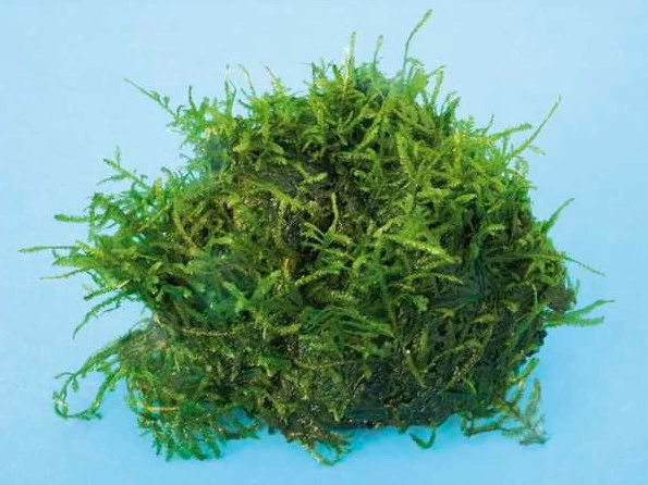 Stachelmoos / Taxiphyllum Spec. Spiky-Moos Auf Lava-Stein 1 Stachelmoos / Taxiphyllum Spec. Spiky-Moos Auf Lava-Stein