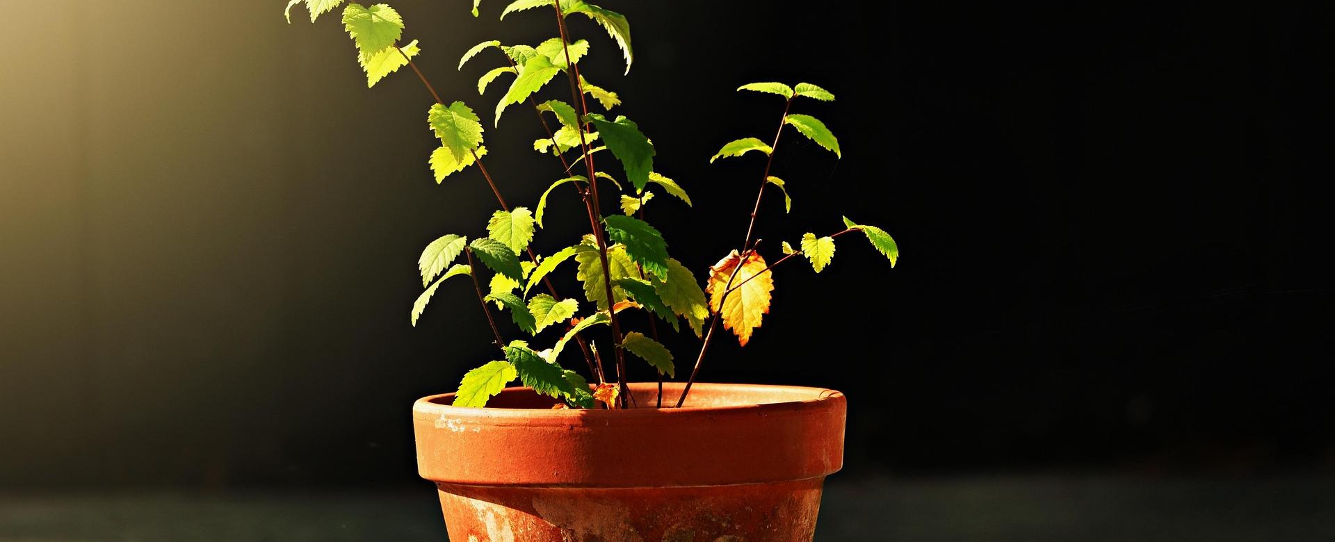 Qualitätsgeschäft Für Garten Und Outdoor -Qualitätsgeschäft Für Garten Und Outdoor flower pot 3646013 1920