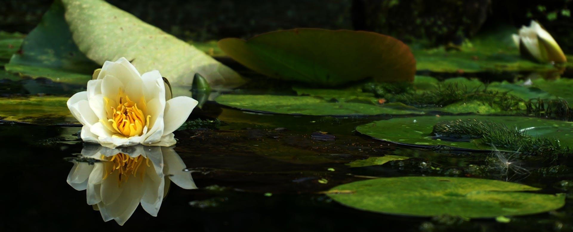 Qualitätsgeschäft Für Garten Und Outdoor -Qualitätsgeschäft Für Garten Und Outdoor pexels suzyhazelwood 1302675